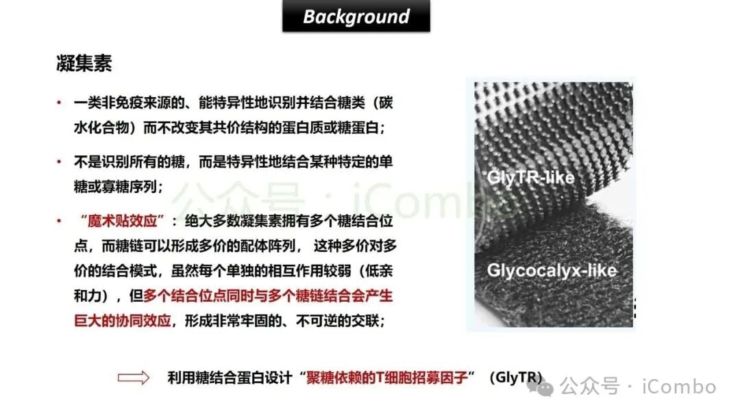 癌症治疗新希望:GlyTR“魔术贴”精准靶向肿瘤,T细胞免疫疗法再升级 5 GlyTR分子结构与聚糖链多价结合模式图