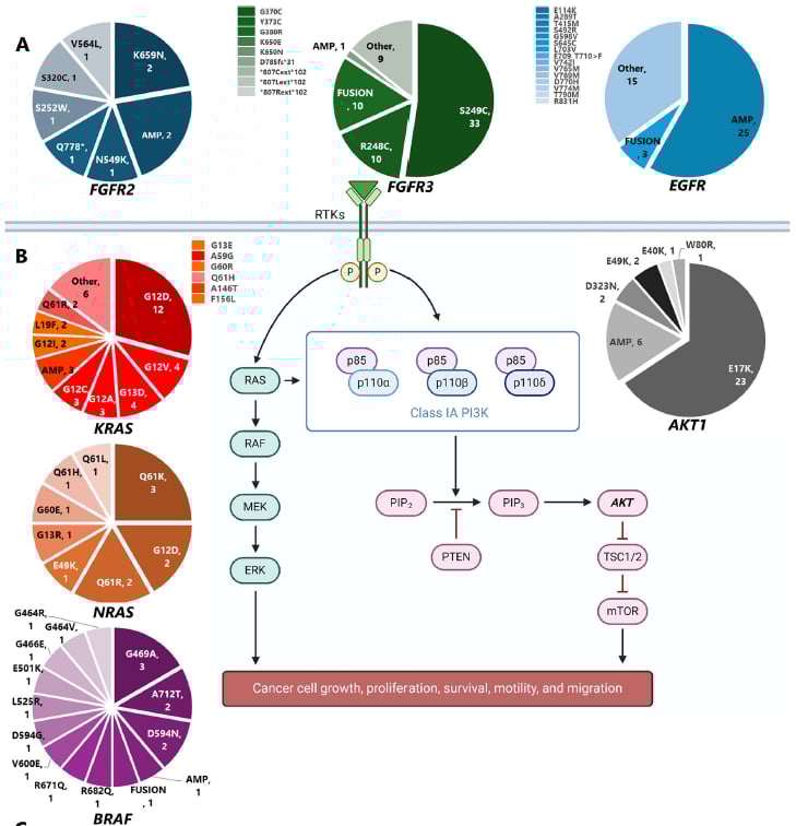 肛门鳞状细胞癌治疗迎来新曙光:液体活检助力精准靶向用药,跨境购药选择多 6 肛门鳞状细胞癌(aSCC)组织活检队列可干预靶点变异概览图3A