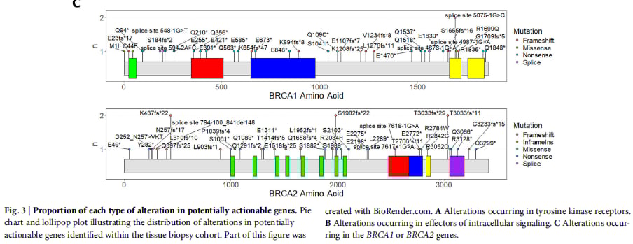 肛门鳞状细胞癌治疗迎来新曙光:液体活检助力精准靶向用药,跨境购药选择多 7 肛门鳞状细胞癌(aSCC)组织活检队列MAPK通路和DNA修复基因变异图3B和3C