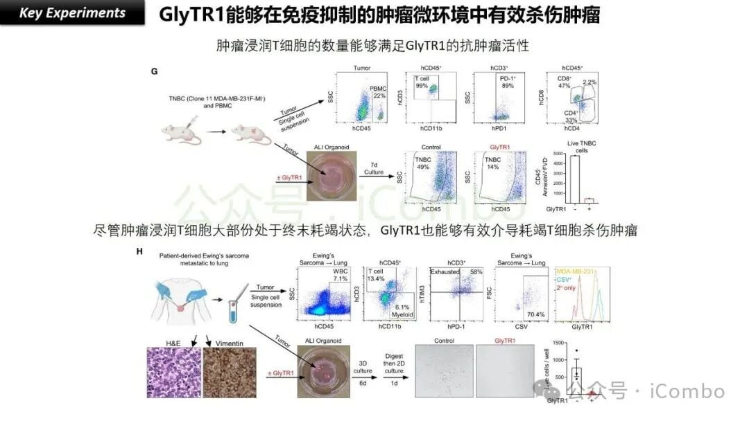 癌症治疗新希望:GlyTR“魔术贴”精准靶向肿瘤,T细胞免疫疗法再升级 13 聚糖依赖性T细胞招募剂(GlyTR)的开发历程与创新点