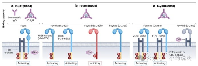 单克隆抗体如何升级?深度解析Fc工程化,助力抗癌新药更精准、更高效 1 FcγR受体的结构示意图及其与Fc的亲和力