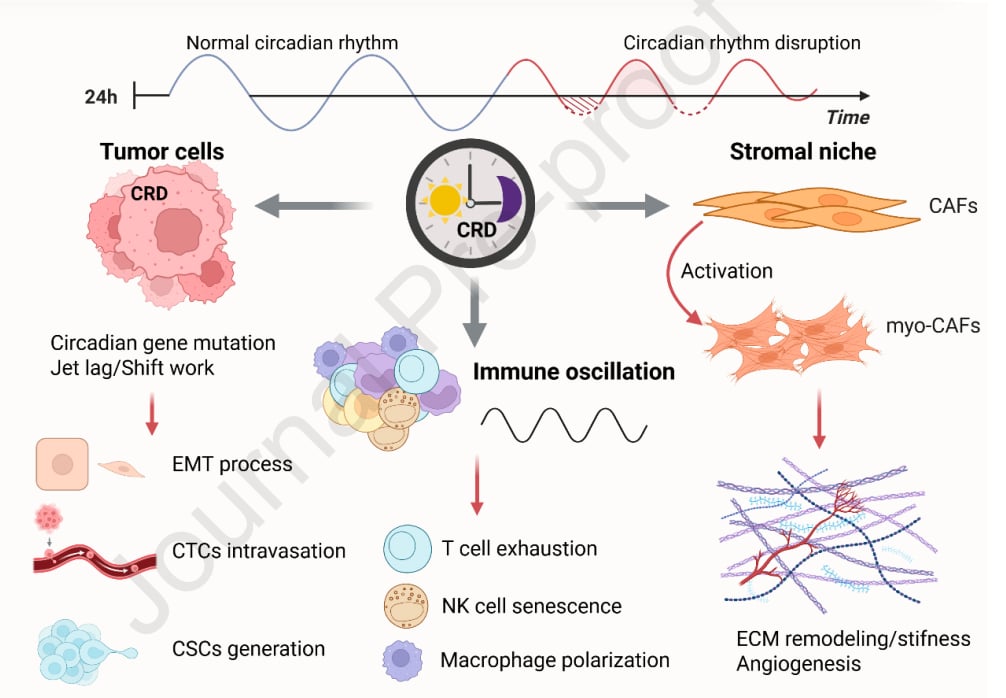 癌症转移的“时间密码”:昼夜节律紊乱如何影响治疗与预后? 5 图4. 昼夜节律紊乱通过影响肿瘤免疫微环境(TIME)调控肿瘤转移。