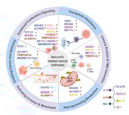 颠覆性抗癌新思路:RNA修饰如何影响癌症,以及未来靶向治疗前景 5 非m6A RNA修饰在癌症标志物中的功能图谱与作用机制