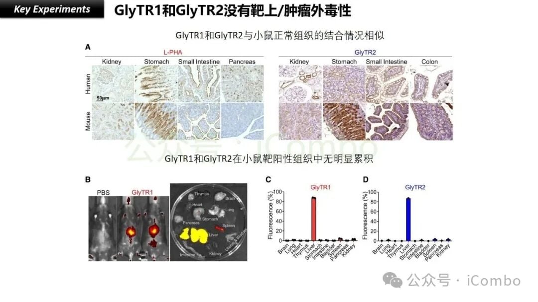 癌症治疗新希望:GlyTR“魔术贴”精准靶向肿瘤,T细胞免疫疗法再升级 15 GlyTR在癌症治疗中解决“脱靶效应”的关键优势