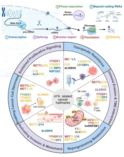 颠覆性抗癌新思路:RNA修饰如何影响癌症,以及未来靶向治疗前景 4 m6A RNA修饰如何连接RNA生命周期与癌症六大特征的机制图