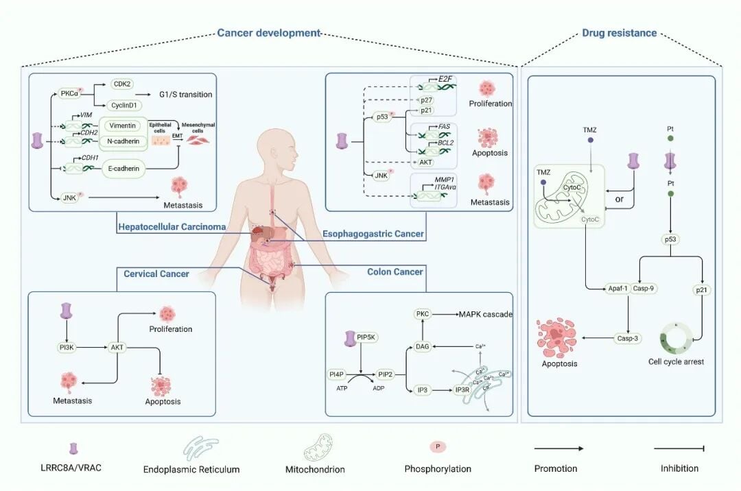 LRRC8A:揭秘多功能蛋白在癌症、神经、代谢、免疫疾病中的治疗新希望 1 LRRC8A在癌症发生发展及化疗耐药中的复杂作用机制图