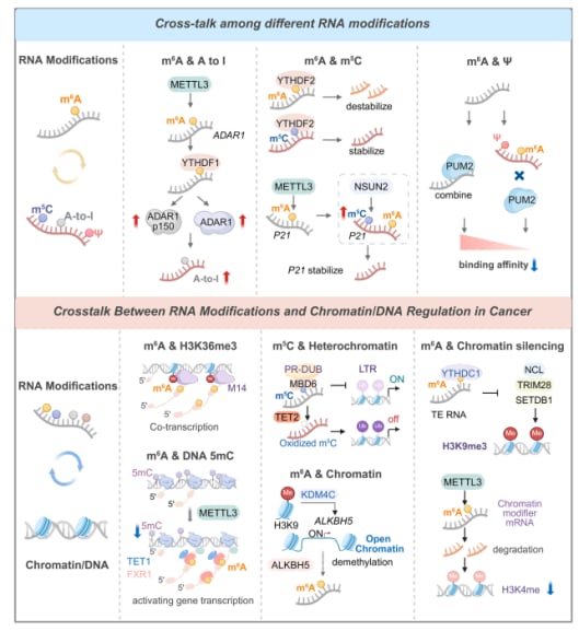 颠覆性抗癌新思路:RNA修饰如何影响癌症,以及未来靶向治疗前景 6 癌症中RNA修饰间以及RNA与染色质调控间的复杂串扰网络
