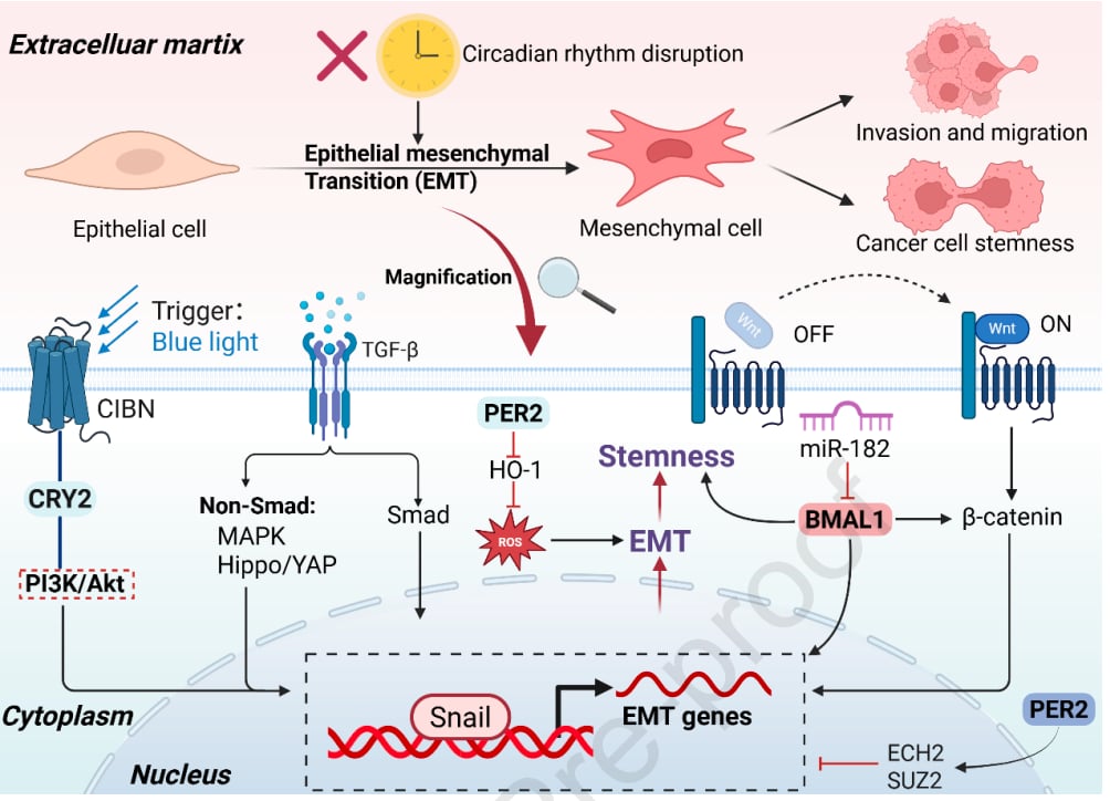 癌症转移的“时间密码”:昼夜节律紊乱如何影响治疗与预后? 3 图2. 昼夜节律紊乱介导的上皮-间质转化与癌症干细胞相关分子及通路。