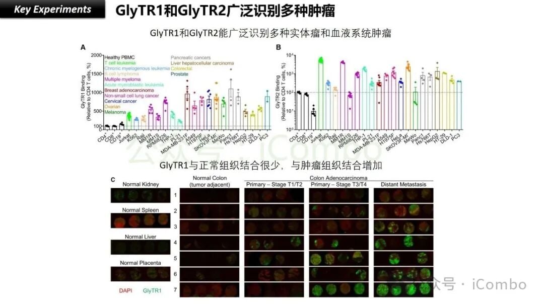 癌症治疗新希望:GlyTR“魔术贴”精准靶向肿瘤,T细胞免疫疗法再升级 9 GlyTR与传统双特异性抗体在安全性与特异性方面的对比