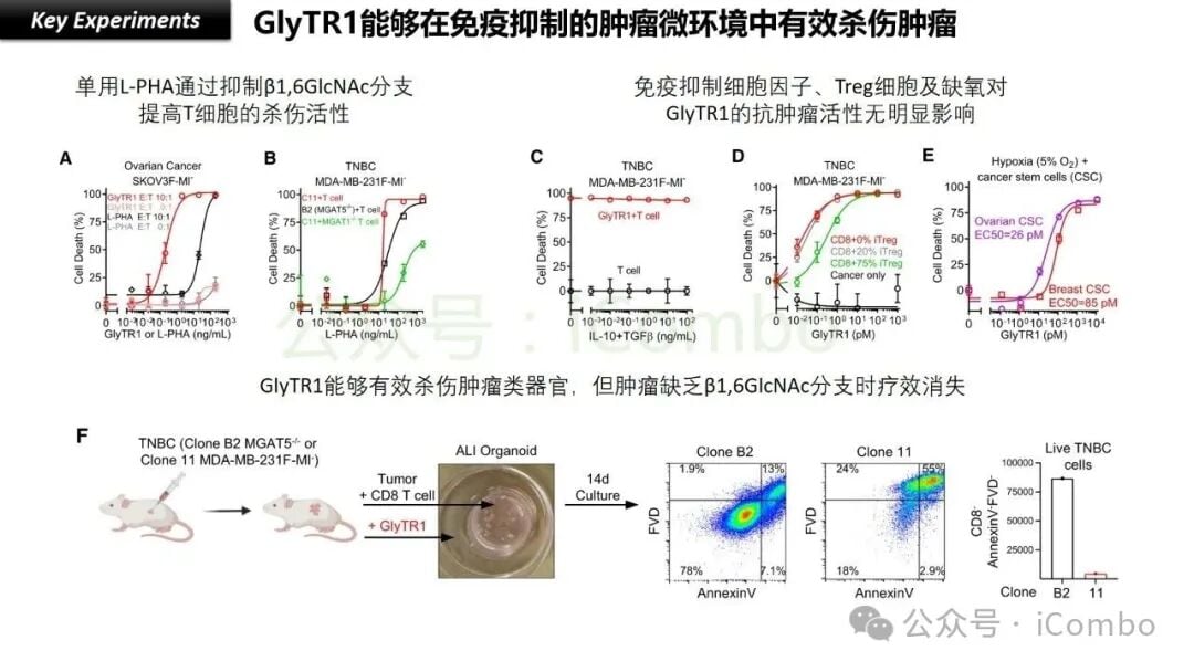 癌症治疗新希望:GlyTR“魔术贴”精准靶向肿瘤,T细胞免疫疗法再升级 12 GlyTR引发T细胞介导的抗肿瘤免疫反应路径