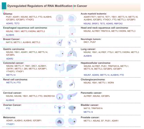 颠覆性抗癌新思路:RNA修饰如何影响癌症,以及未来靶向治疗前景 3 人类癌症中RNA修饰失调的调控因子概览