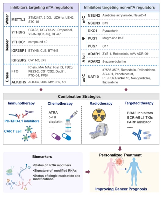 颠覆性抗癌新思路:RNA修饰如何影响癌症,以及未来靶向治疗前景 7 癌症中RNA修饰调节因子的治疗靶向策略与潜在组合方案