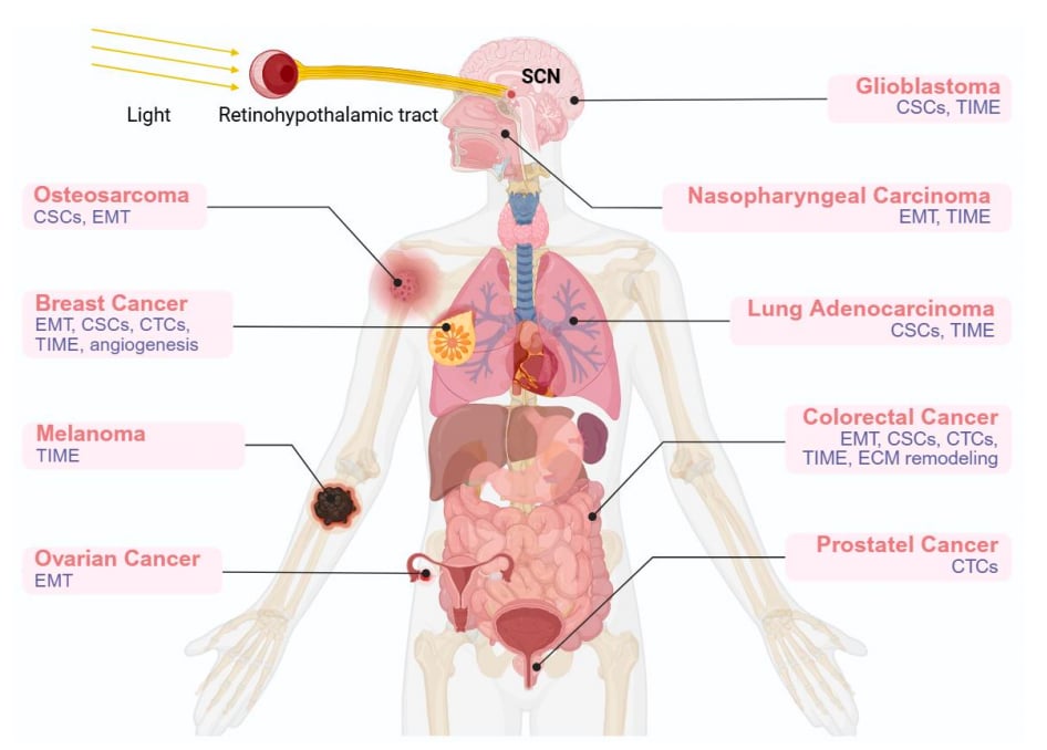 癌症转移的“时间密码”:昼夜节律紊乱如何影响治疗与预后? 8 图7. 昼夜节律紊乱促进多种肿瘤类型的转移