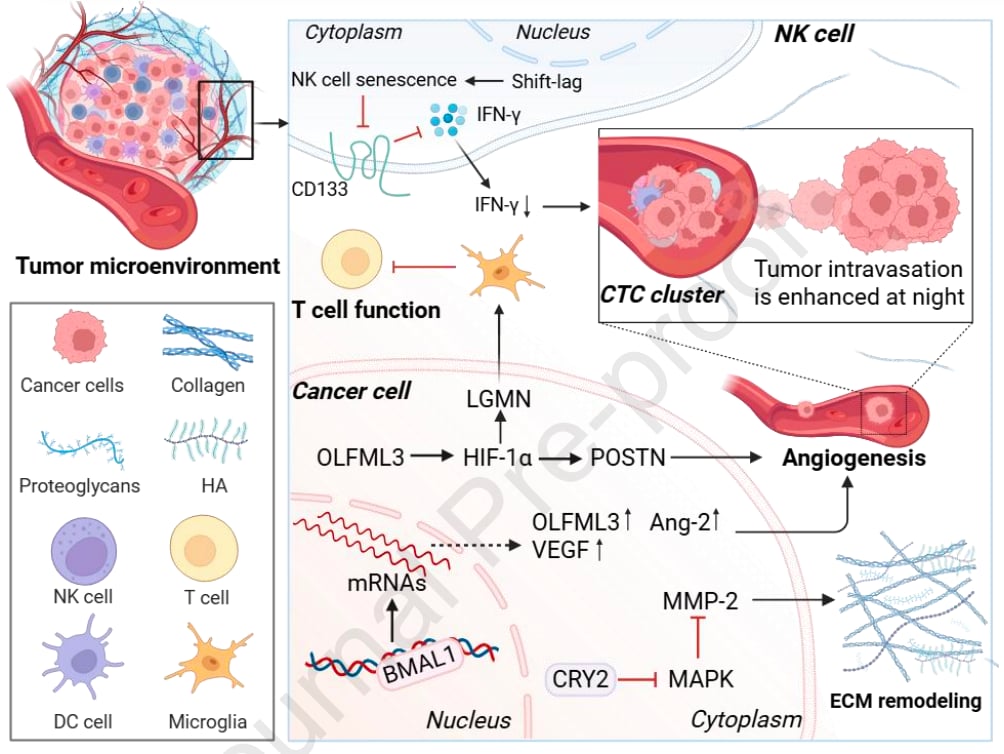 癌症转移的“时间密码”:昼夜节律紊乱如何影响治疗与预后? 4 图3. 参与昼夜节律紊乱介导的肿瘤微环境改变与循环肿瘤细胞生成的分子、通路及生物过程。