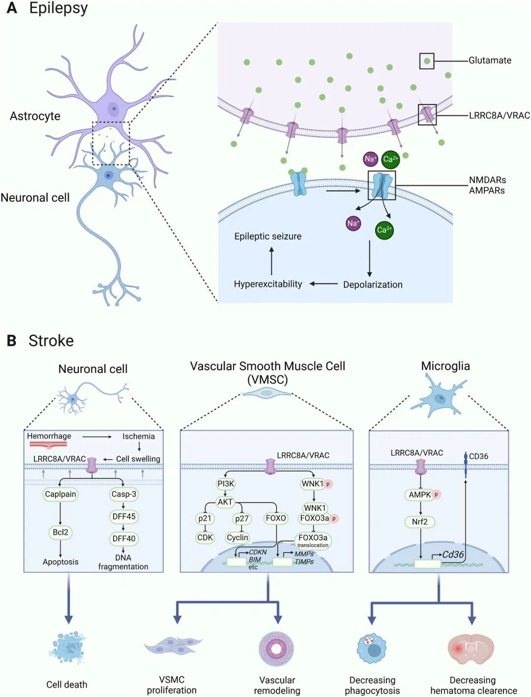 LRRC8A:揭秘多功能蛋白在癌症、神经、代谢、免疫疾病中的治疗新希望 2 LRRC8A在神经系统疾病(癫痫、脑卒中)中的关键作用机制图