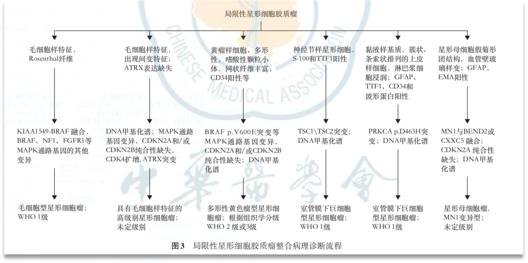 KIAA1549-BRAF融合阳性毛细胞型星形细胞瘤:基因检测、治疗选择及药物获取全攻略 8 胶质瘤分子病理诊断中国专家共识(2025版)对CDKN2A/B缺失的临床意义说明
