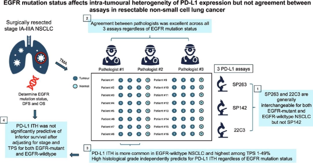 非小细胞肺癌(NSCLC)PD-L1检测:EGFR突变如何影响免疫治疗选择? 1 可切除非小细胞肺癌PD-L1检测一致性与肿瘤内异质性研究概览