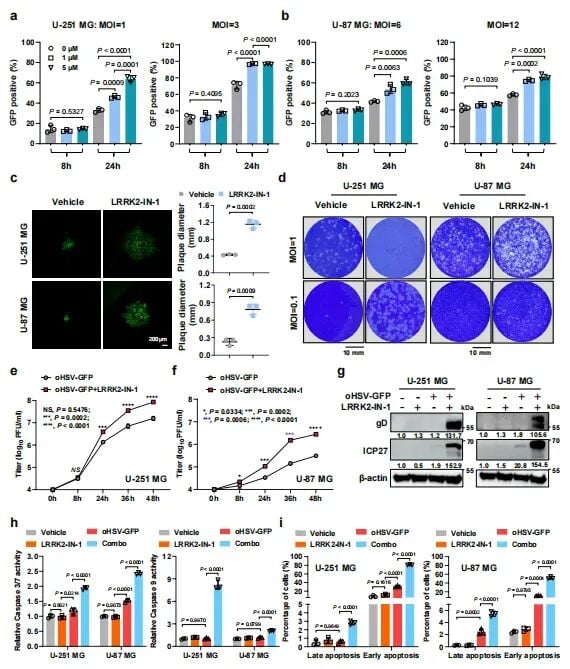 帕金森药物竟能“助攻”脑瘤治疗?夏宁邵团队Nature子刊发文:LRRK2抑制剂协同溶瘤病毒,胶质母细胞瘤迎来新曙光 4 图3:显微成像显示LRRK2抑制剂显著促进溶瘤病毒在细胞间的扩散并增加病毒滴度