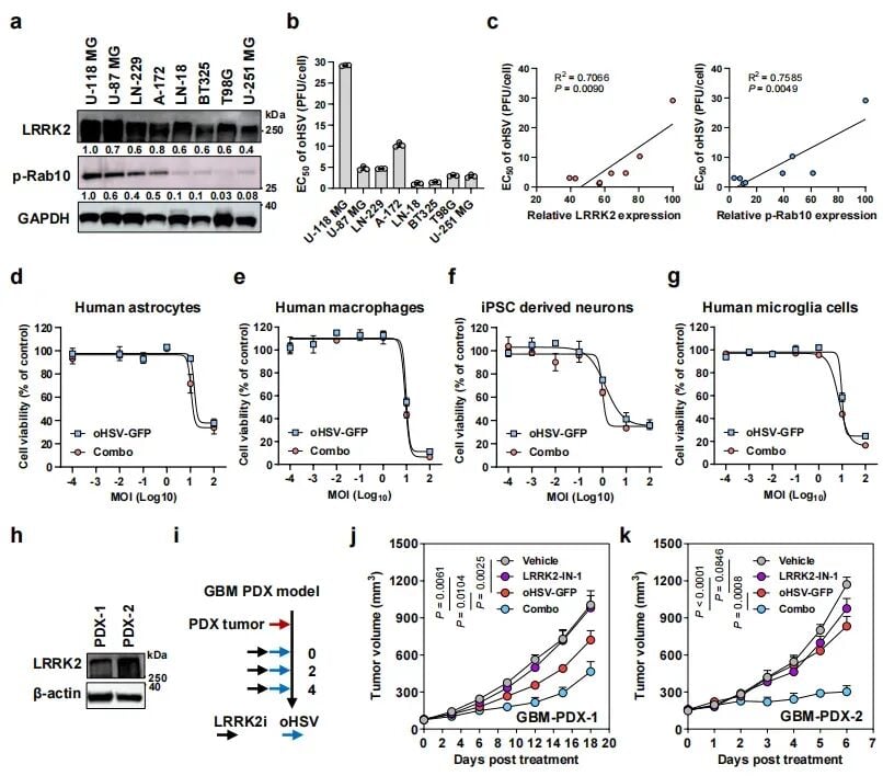 帕金森药物竟能“助攻”脑瘤治疗?夏宁邵团队Nature子刊发文:LRRK2抑制剂协同溶瘤病毒,胶质母细胞瘤迎来新曙光 9 图8:安全性分析显示联合治疗对正常脑细胞无毒性,且LRRK2表达水平可作为疗效预测指标