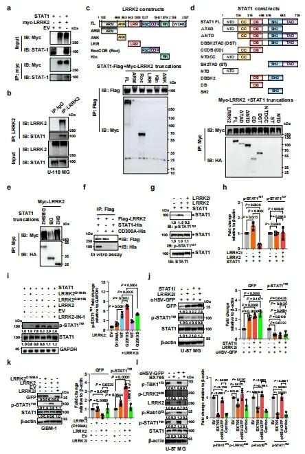 帕金森药物竟能“助攻”脑瘤治疗?夏宁邵团队Nature子刊发文:LRRK2抑制剂协同溶瘤病毒,胶质母细胞瘤迎来新曙光 6 图5:生化实验证实LRRK2与STAT1直接结合并催化其Y701位点磷酸化的过程