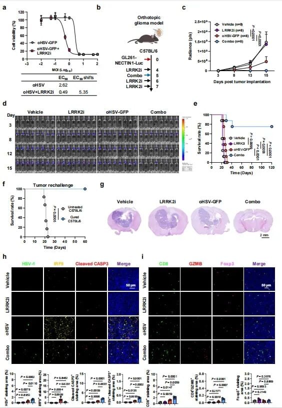 帕金森药物竟能“助攻”脑瘤治疗?夏宁邵团队Nature子刊发文:LRRK2抑制剂协同溶瘤病毒,胶质母细胞瘤迎来新曙光 8 图7:免疫健全小鼠实验中,联合疗法使75%的小鼠实现完全缓解并诱导长期免疫记忆