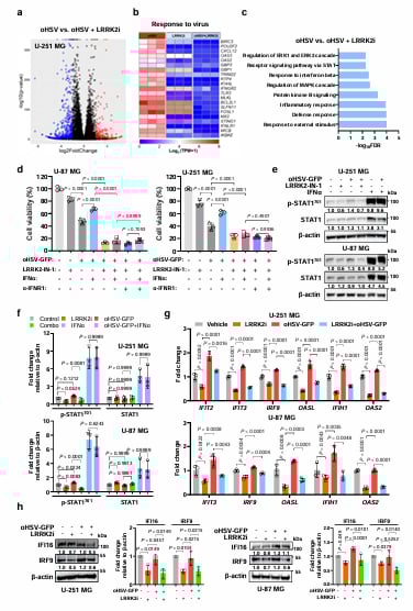帕金森药物竟能“助攻”脑瘤治疗?夏宁邵团队Nature子刊发文:LRRK2抑制剂协同溶瘤病毒,胶质母细胞瘤迎来新曙光 5 图4:RNA-Seq测序揭示联合治疗通过抑制STAT1磷酸化下调抗病毒基因ISGs的机制图