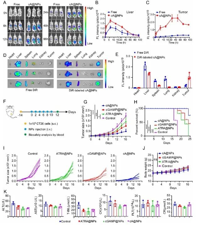 肝癌/结直肠癌消融后怕复发?北肿团队研发纳米黑科技,双重逆转免疫抑制! 3 cA@NPs在CT26模型中的体内药代动力学与抗肿瘤体积缩减曲线