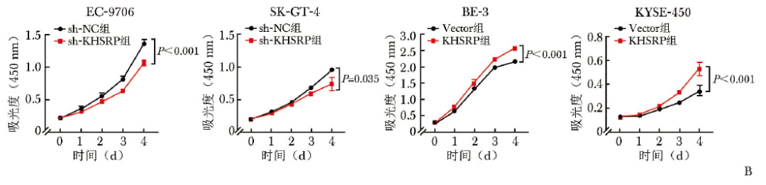 食管鳞状细胞癌侵袭转移新机制:KHSRP通过JAK1/STAT3促进恶化如何影响治疗 3 KHSRP影响食管鳞状细胞癌细胞增殖的CCK-8实验结果图