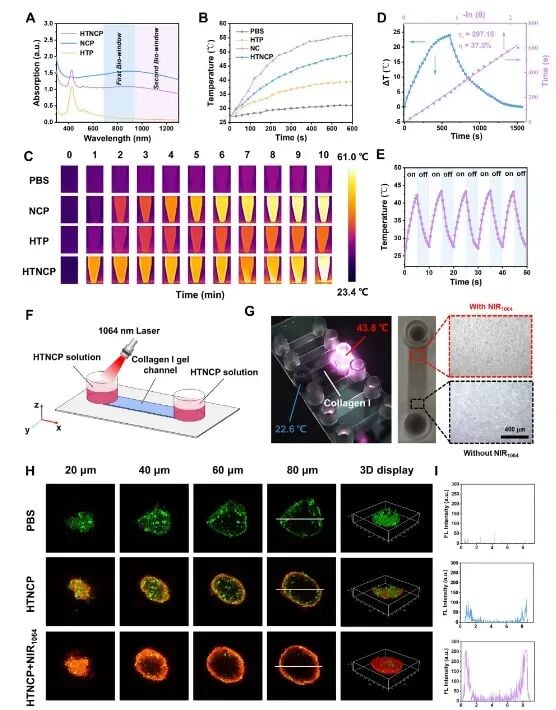 攻克三阴性乳腺癌“硬壳”!新型超低剂量放疗策略实现精准杀癌 2 HTNCP光热性能与肿瘤胶原基质降解实验数据