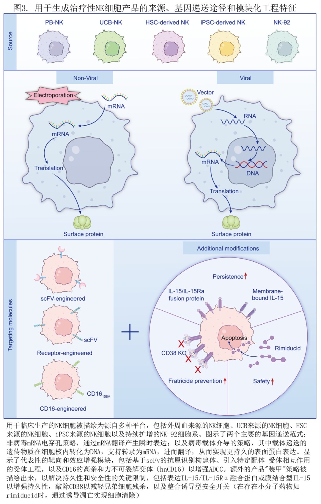 CAR-NK细胞疗法是什么?更安全的“现货型”免疫治疗进展、风险与就医要点 4 CAR-NK基因工程策略示意图:靶向模块、CD16增强ADCC、IL-15共表达与安全开关