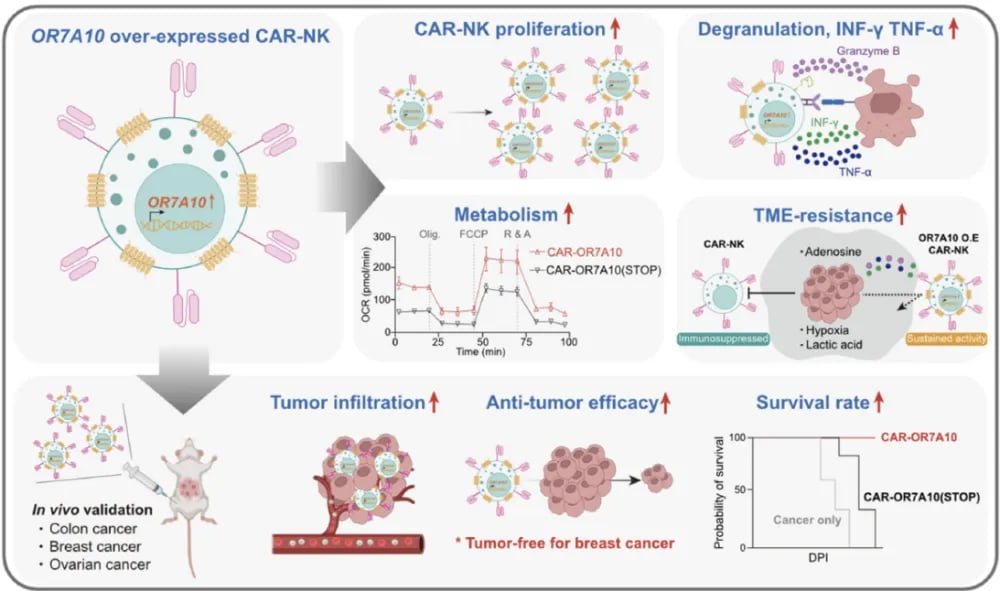 实体瘤100%清除?Nature重磅:耶鲁大学发现“超级增强因子”,免疫疗法迎转机 2 OR7A10工程化CAR-NK细胞治疗实体瘤实现100%完全缓解的存活曲线对比