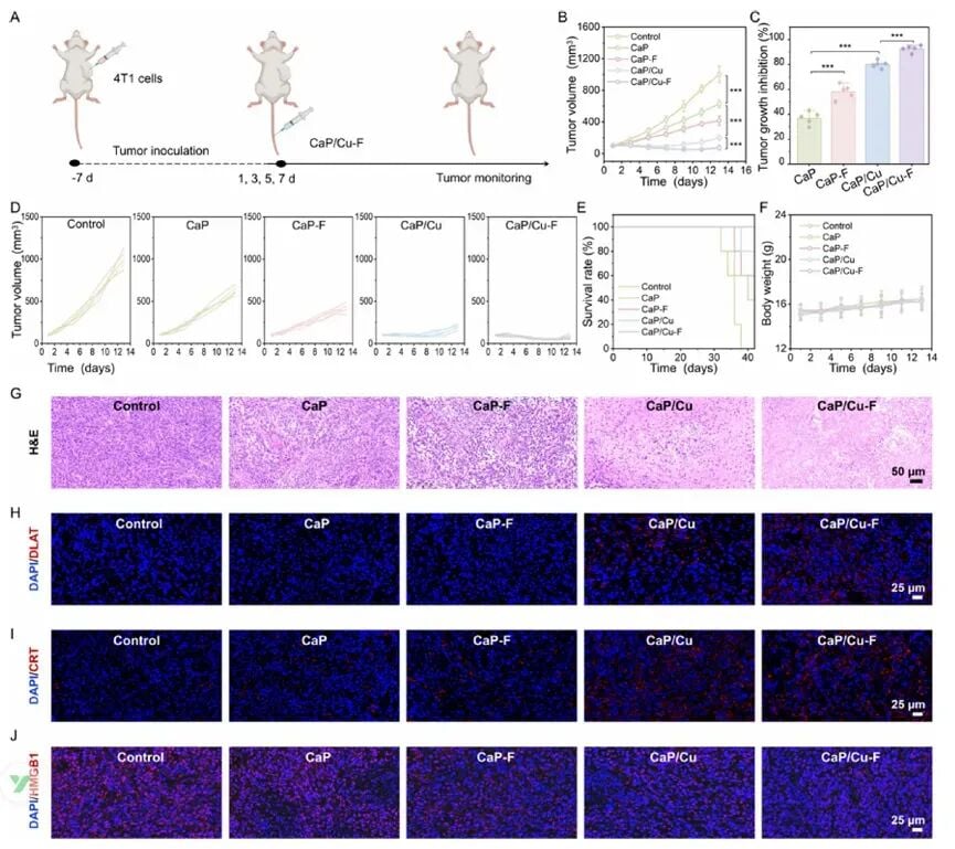 肿瘤“断粮”加“中毒”!新型纳米平台协同铜死亡与钙过载,让癌细胞无处遁形 2 4T1原位乳腺癌模型中CaP/Cu-F组的抗肿瘤疗效数据图