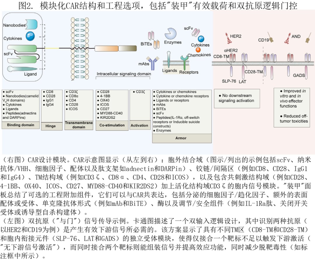 CAR-NK细胞疗法是什么?更安全的“现货型”免疫治疗进展、风险与就医要点 3 CAR模块化结构示意图:scFv结合区、跨膜区与胞内信号区及双靶点逻辑门控设计