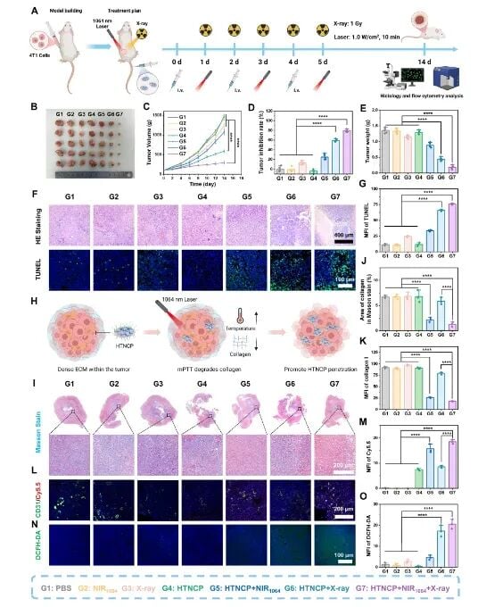 攻克三阴性乳腺癌“硬壳”!新型超低剂量放疗策略实现精准杀癌 3 HTNCP序贯疗法激活体内抗肿瘤免疫应答的数据图