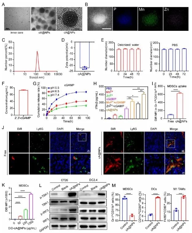 肝癌/结直肠癌消融后怕复发?北肿团队研发纳米黑科技,双重逆转免疫抑制! 2 cA@NPs纳米粒表征及体外释放曲线,显示其在弱酸性肿瘤环境中加速释放