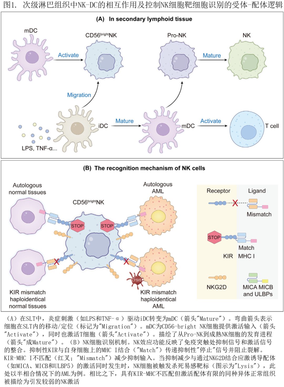 CAR-NK细胞疗法是什么?更安全的“现货型”免疫治疗进展、风险与就医要点 2 NK细胞激活与抑制信号平衡机制示意图:缺失自我识别与NKG2D通路