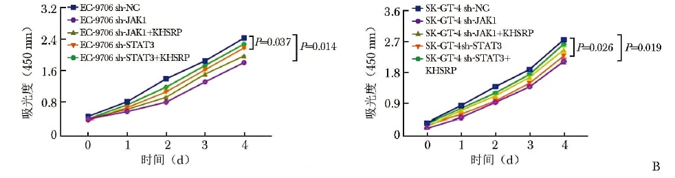食管鳞状细胞癌侵袭转移新机制:KHSRP通过JAK1/STAT3促进恶化如何影响治疗 12 KHSRP通过JAK1 STAT3促进食管鳞状细胞癌增殖的功能恢复图