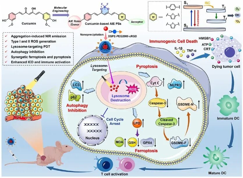 姜黄素变身“抗癌炸弹”?国产Cur-T光敏剂通过铁死亡围剿肿瘤 2 新型光敏剂Cur-T的化学结构与生物特性展示