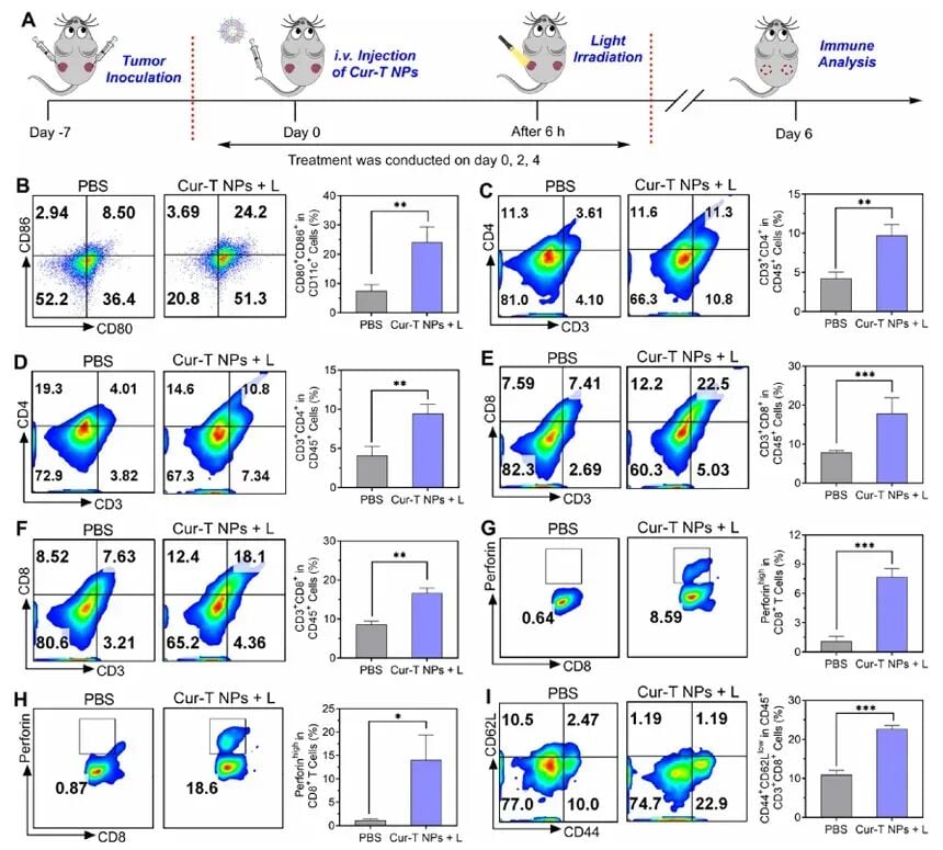 姜黄素变身“抗癌炸弹”!中国团队研发Cur-T:多重暴击癌细胞,打破耐药僵局 2 Cur-T纳米粒联合光照对肿瘤组织免疫细胞浸润的增强效果图