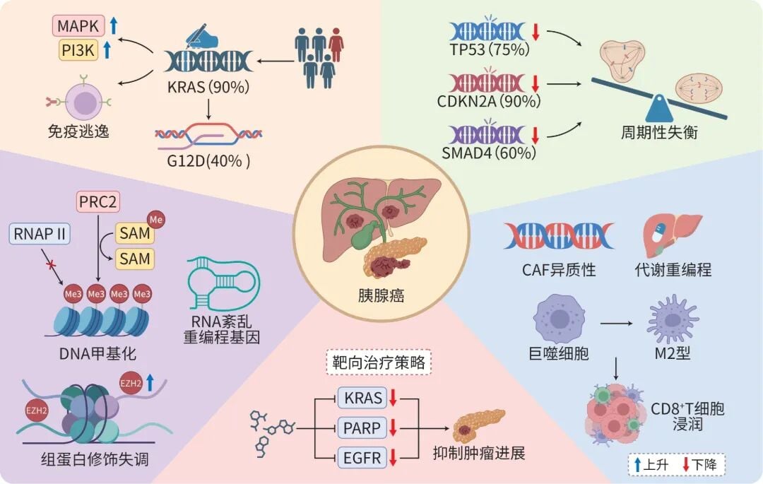 胰腺癌KRAS、TP53及相关分子信号通路发病机制图