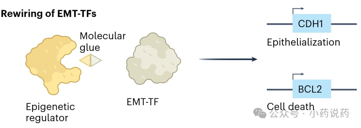 分子胶化学诱导邻近剂重编程EMT转录因子活性机制图