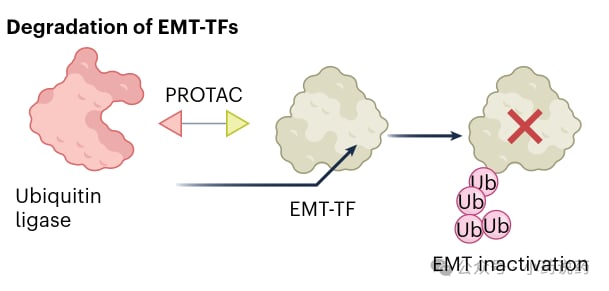 PROTAC靶向降解EMT转录因子克服肿瘤耐药机制