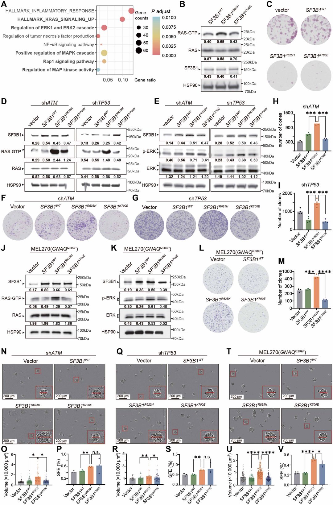 SF3B1 R625H突变比K700E突变激活更强RAS信号的分子生物学实验
