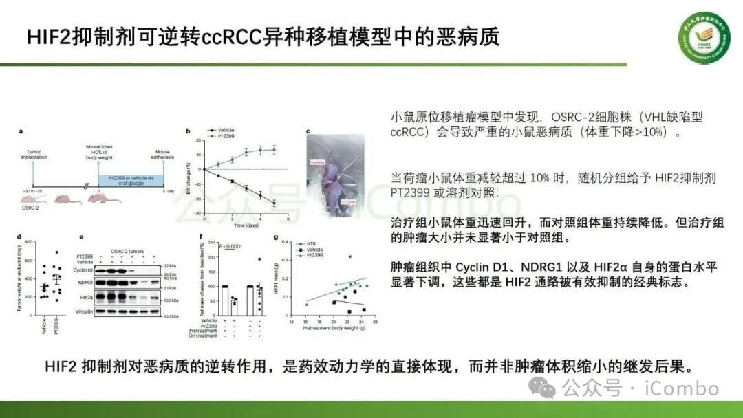 HIF-2α直接结合于PTHLH基因座转录调控