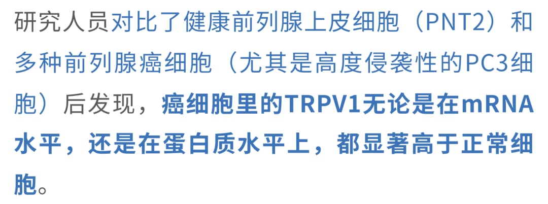 TRPV1受体在前列腺癌细胞中异常表达机制