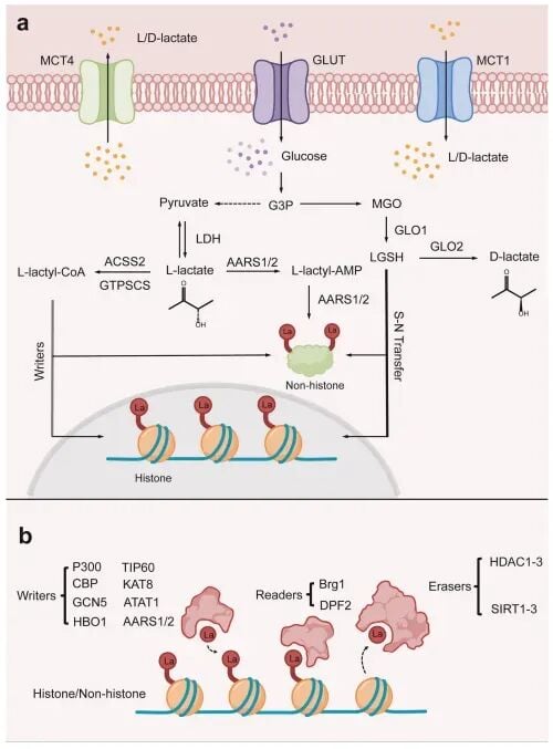 L-乳酸化与D-乳酸化修饰在细胞内的分子合成与调控路径