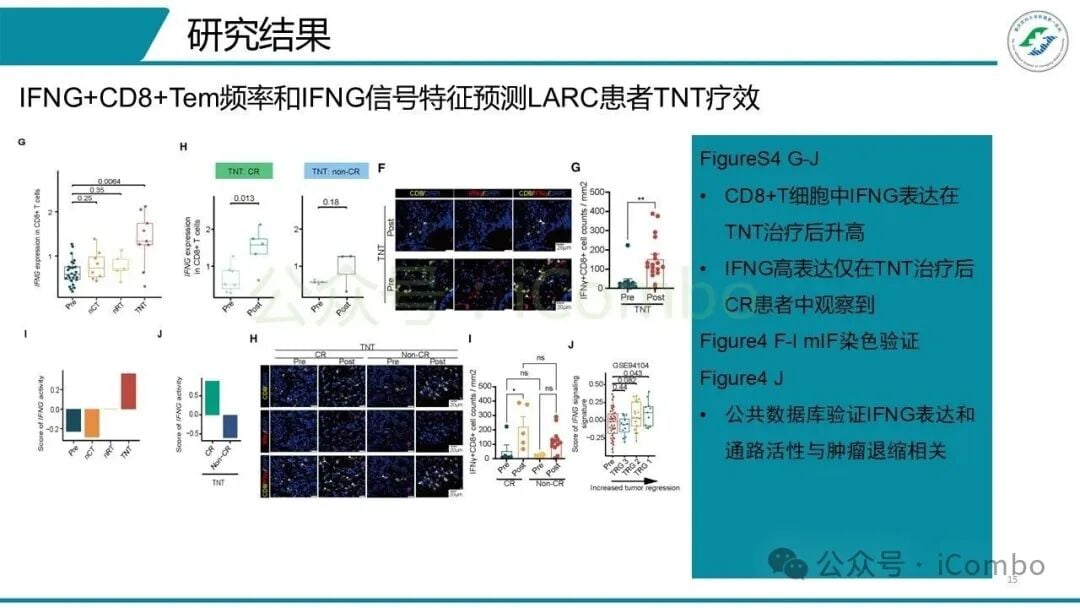 体外细胞培养实验验证内皮与T细胞互作机制