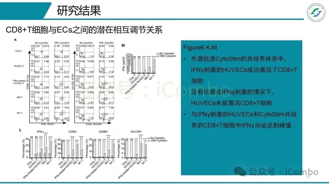 体外阻断实验验证ACKR1介导的T细胞募集