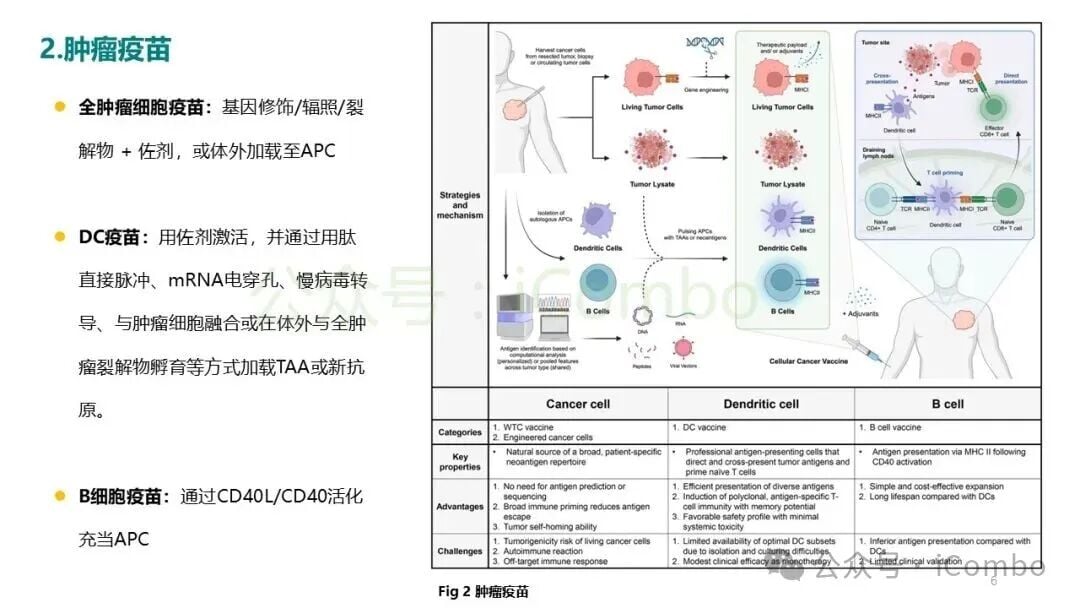 细胞药物体内动力学与持久性衰减