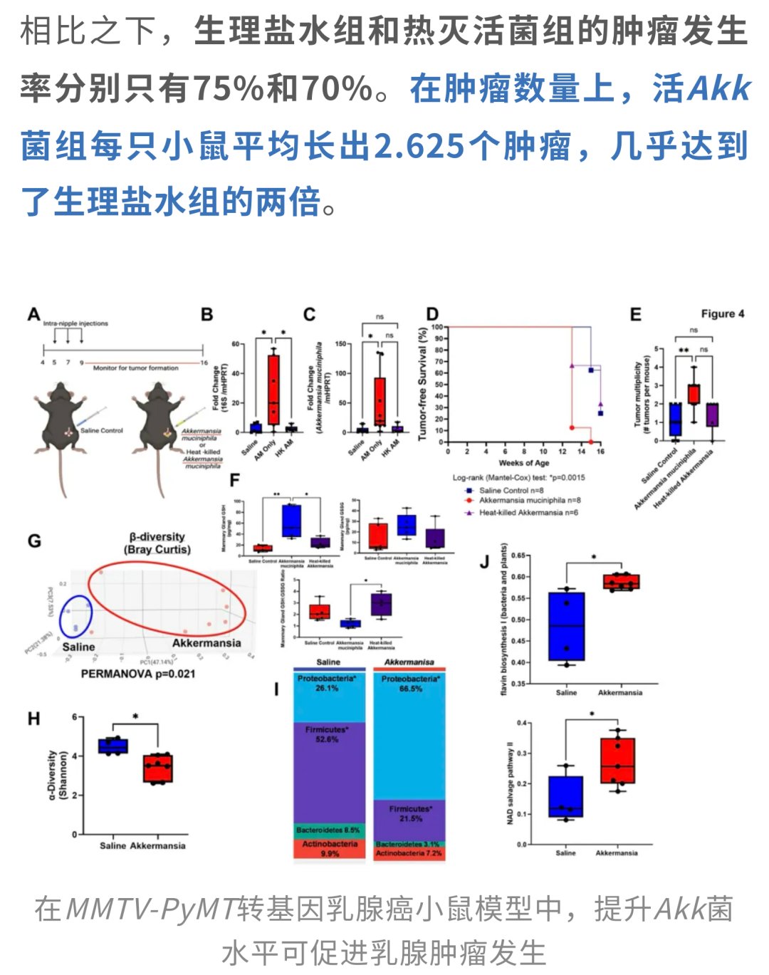 Akk菌干预组小鼠无瘤生存曲线对比